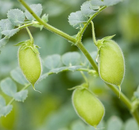 延迟女性细胞衰老 鹰嘴豆的功效与作用介绍