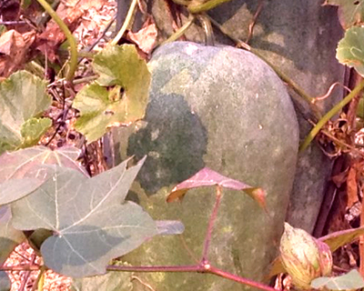 益母草膏的功效与作用，全方位为你分析