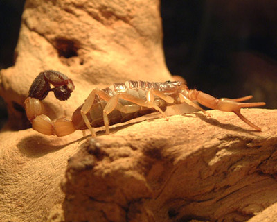 全蝎的功效与作用，全方位为你分析