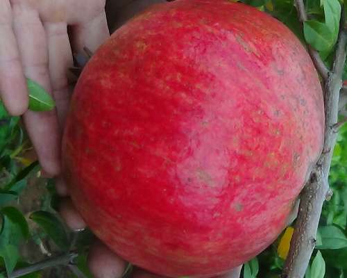 石榴籽能吃吗？全方位为你分析