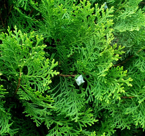 清热止咳 侧柏叶的功效与作用及配方介绍