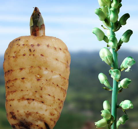 清肝平阳 天麻的功效作用及吃法介绍