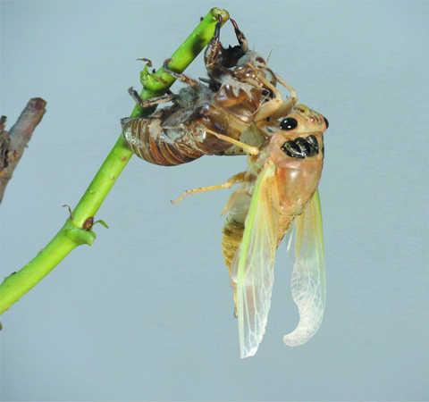 疏风清热 蝉蜕的功效与作用及吃法介绍