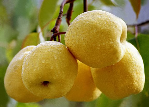 几种化痰的水果供大家选择