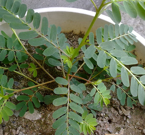 清热解毒 鸡骨草的功效及吃法介绍