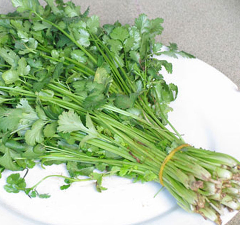 利尿健肾 香菜的功效与作用及吃法介绍