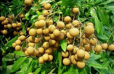 桂圆补血佳品 孕妇可以吃桂圆吗