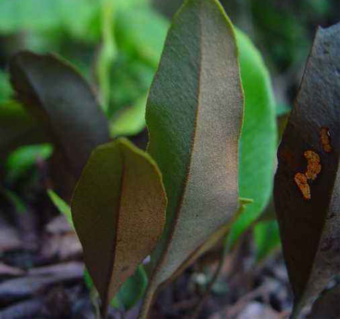 清热化痰 石韦的功效与作用及选方介绍