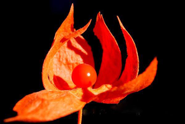 红菇娘的功效与作用 有很高的医疗作用