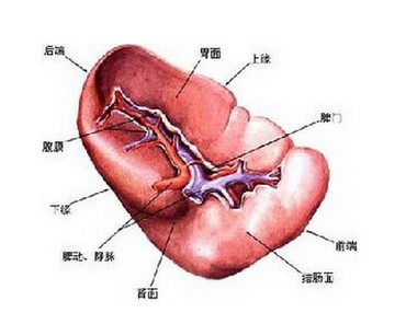 脾虚肝火旺怎么调理，有这种症状的可以学习下