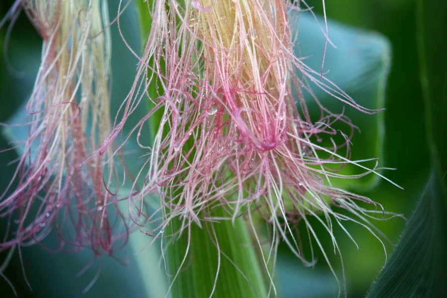 玉米须煮水 玉米须的食用方法有哪些
