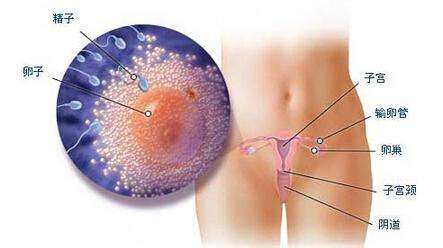 精子最初的演变 怀孕一个月胎儿图