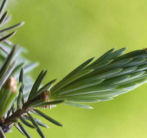 滋阴补阳 松针的功效与作用及吃法介绍