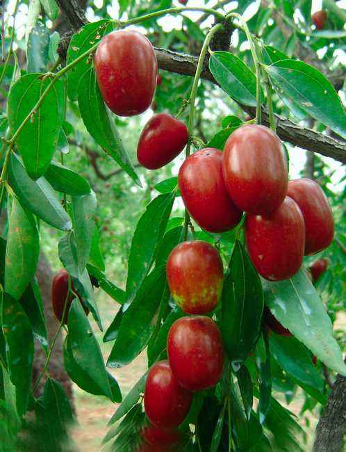 小小一颗作用大 枣子的功效与作用