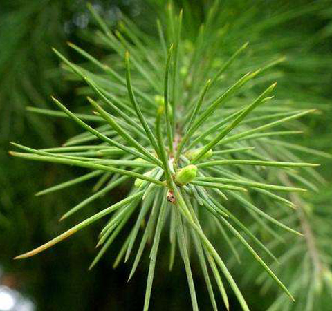 滋阴补阳 松针的功效与作用及吃法介绍