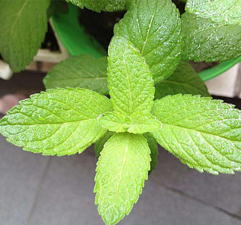 健胃祛风 薄荷叶的功效与作用及禁忌介绍