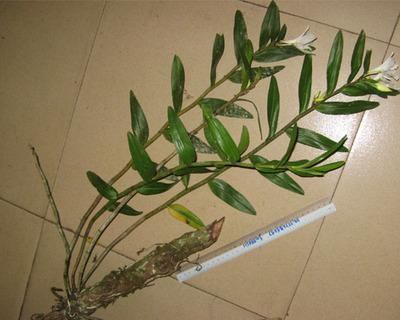 石斛怎么吃好呢？全方位为你讲解