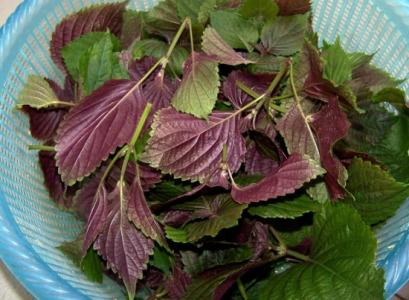 紫苏叶的功效与作用 可治疗多种疾病