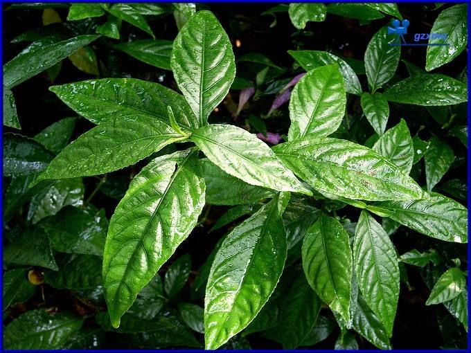 板蓝根双雄之南板蓝根