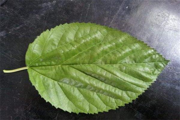 桑叶的作用与功效 桑叶有什么副作用