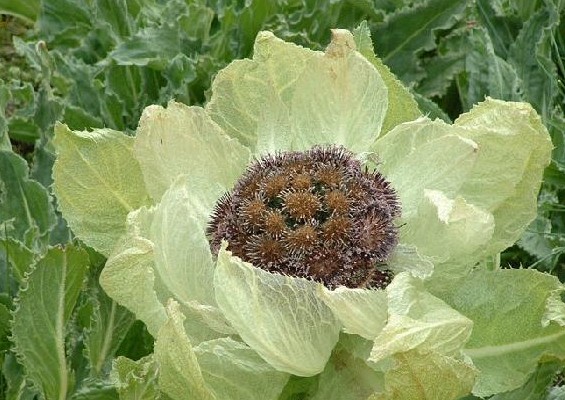 雪莲花泡酒的方法  学会了吗