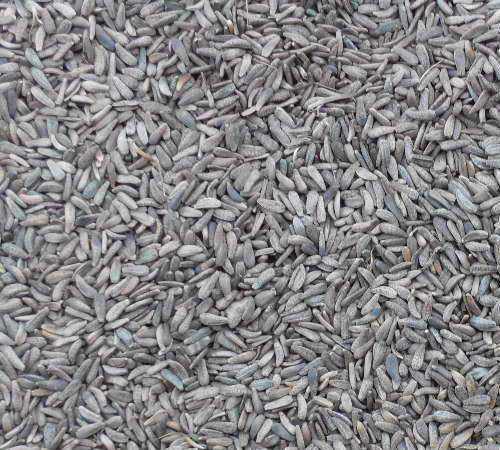 又一神奇的中药--牛蒡子的功效与作用