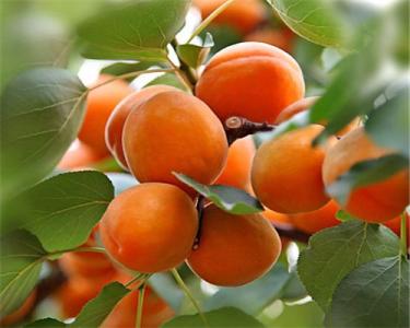 吃水果的最佳时间 不同时间点效果不同