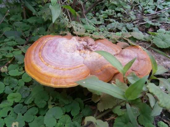 灵芝的功效与作用及服用灵芝的注意事项