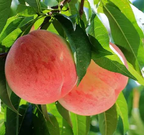 止渴润肠 看看吃桃子有什么好处