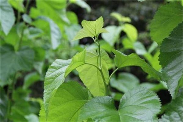 桑叶的作用与功效 桑叶有什么副作用