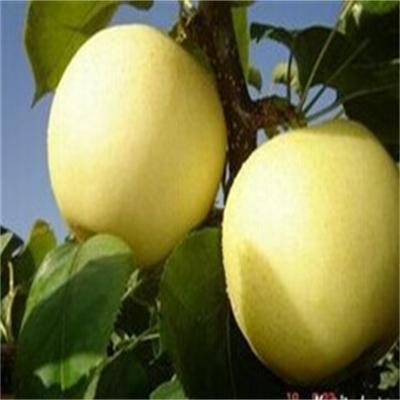 雪梨的功效与作用  雪梨能治风热和解毒