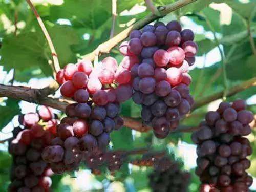 女人排毒养颜吃什么 这些水果好吃又养颜