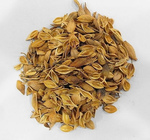 清热解毒 连翘的功效与作用及禁忌介绍