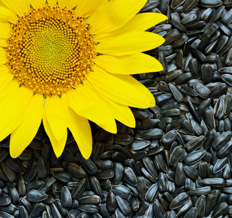预防贫血 葵花籽的功效与作用及禁忌介绍
