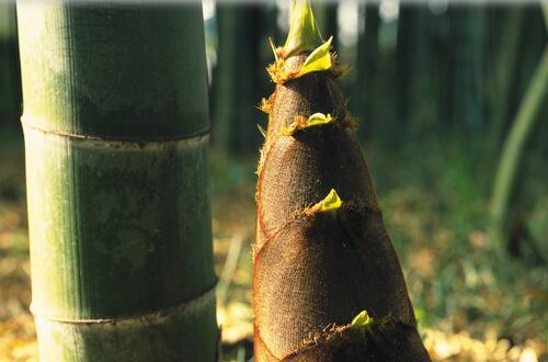 笋干的营养价值     清热化痰益气和胃