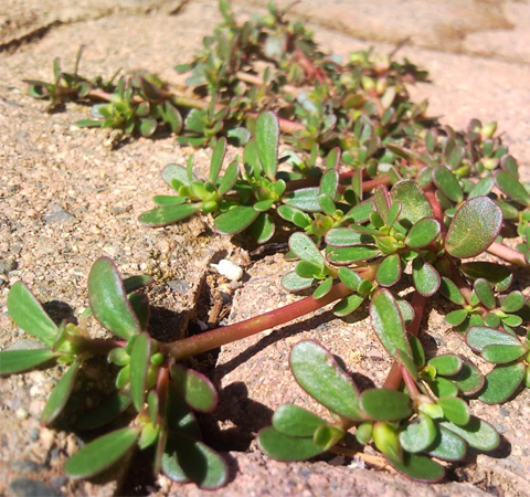 消除尘毒 马齿苋的功效与作用及附方介绍