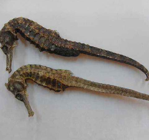 补肾健体 海马的功效与作用及禁忌介绍