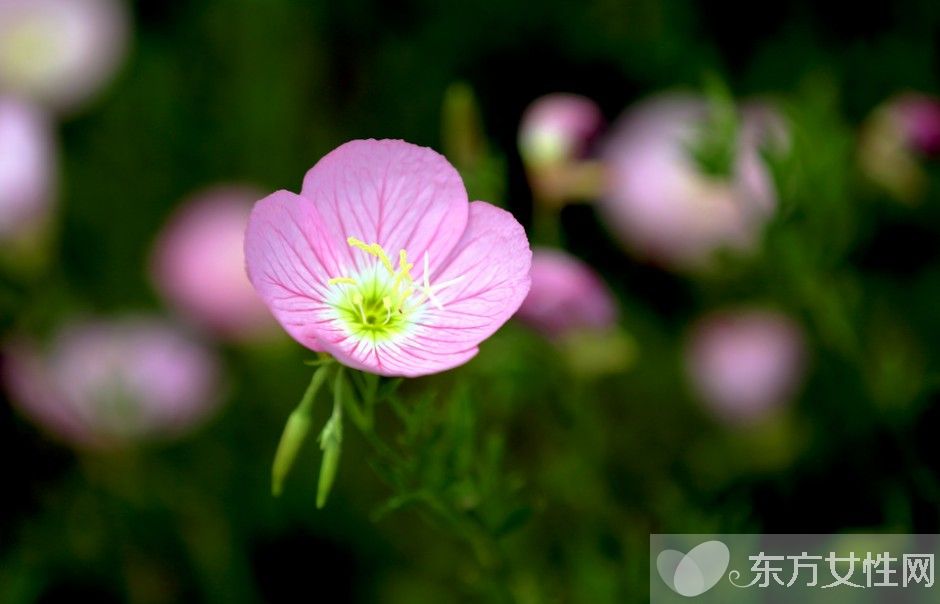 月见草油的功效 月见草泡水喝有什么禁忌