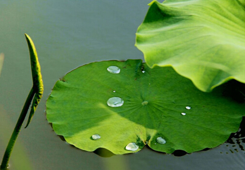 荷叶茶的功效和副作用及注意事项
