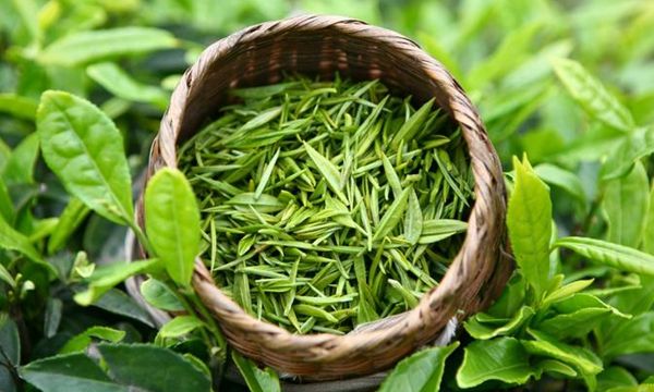 喝绿茶的好处和坏处 怀孕期的你不能喝绿茶