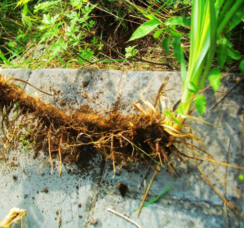 生津润燥 知母的作用与功效及常用配伍介绍