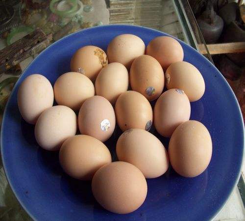 食材搭配 土豆和鸡蛋能一起吃吗