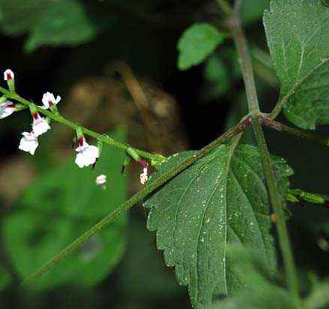舒筋活络 透骨草的功效与作用及副作用介绍