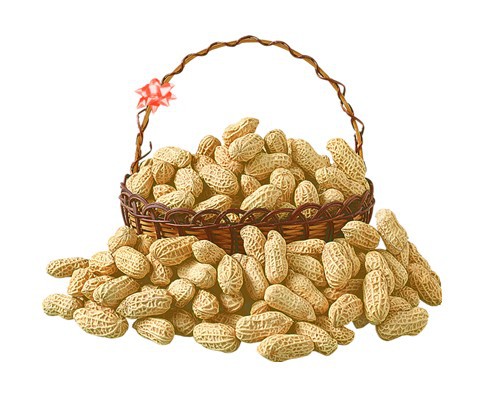花生的功效与作用，全方位为你讲解