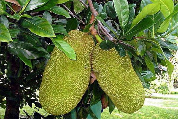 菠萝蜜的营养价值 菠萝蜜有什么药理作用