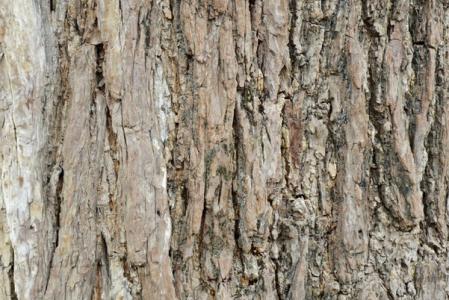 杏树皮 有着让你意想不到的功效