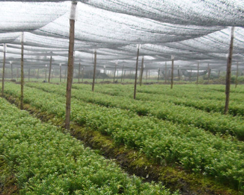 红豆杉的功效与作用,可谓珍品