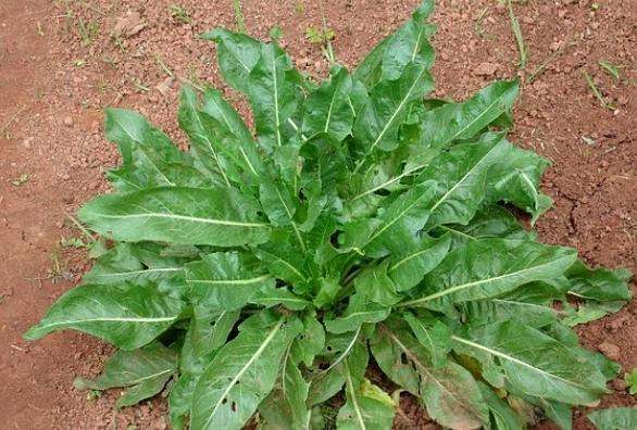 板蓝根双雄之南板蓝根