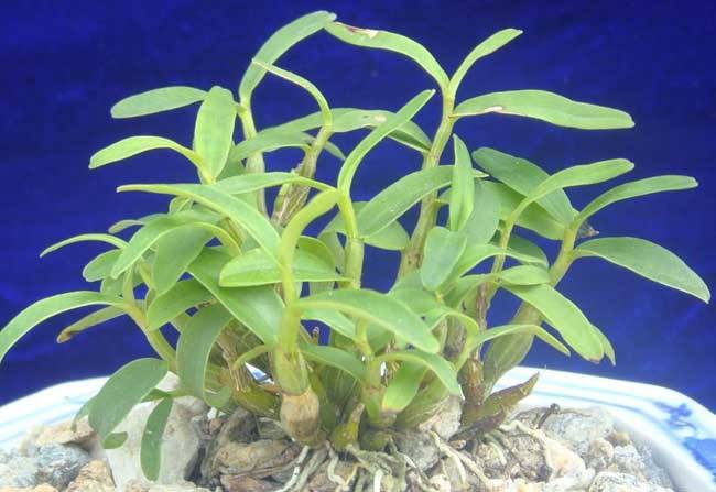 千古仙草石斛的功效与作用