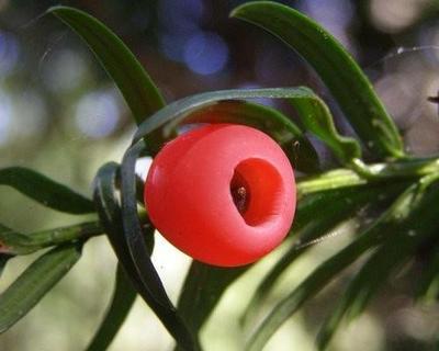 红豆杉的功效与作用,可谓珍品